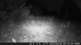 Trail Camera 2023-03/27 to 03/29 by digitante_channel